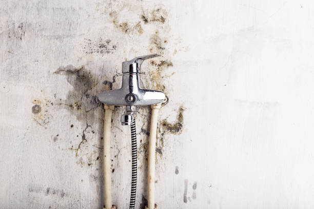 Trusted Sage, CA Mold Removal Experts