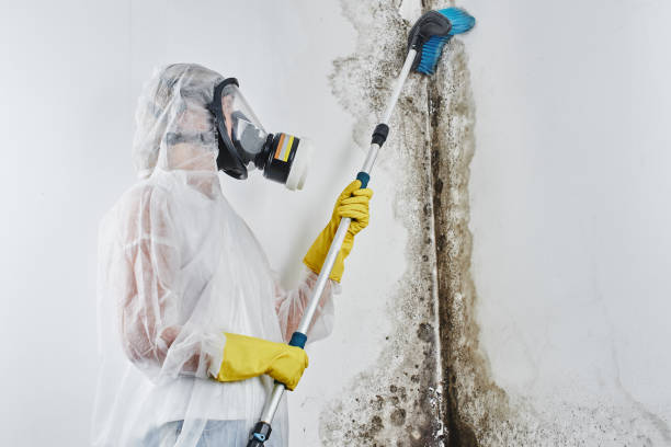 Mold Testing and Removal in Sage, CA