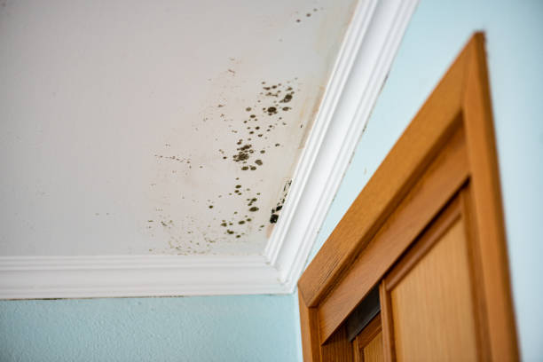 Office Mold Removal Services in Sage, CA