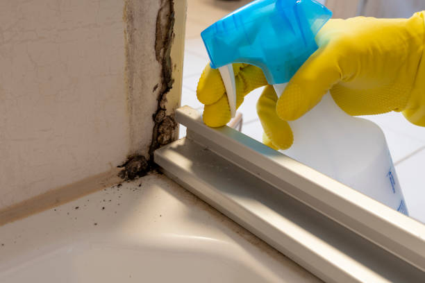 Best Local Mold Removal Service  in Sage, CA