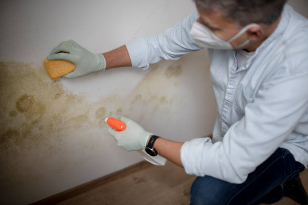 Best Attic Mold Removal  in Sage, CA