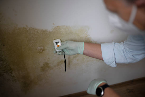 Mold Removal and Inspection in Sage, CA