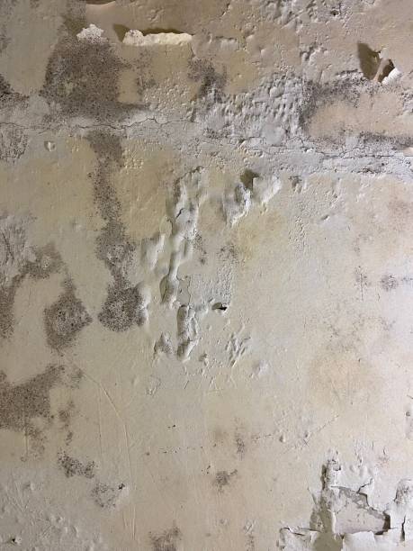 Best Emergency Mold Removal  in Sage, CA