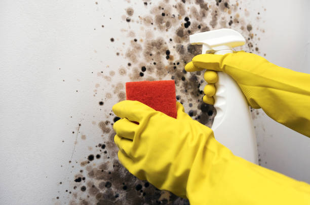 Best Certified Mold Removal  in Sage, CA