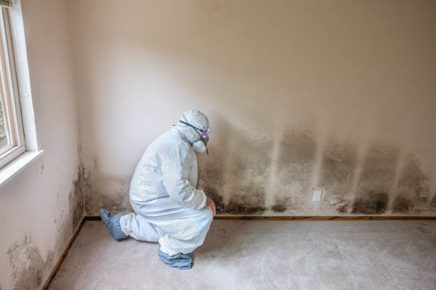 Best Residential Mold Removal  in Sage, CA