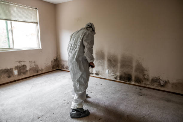 Best Mold Testing  in Sage, CA
