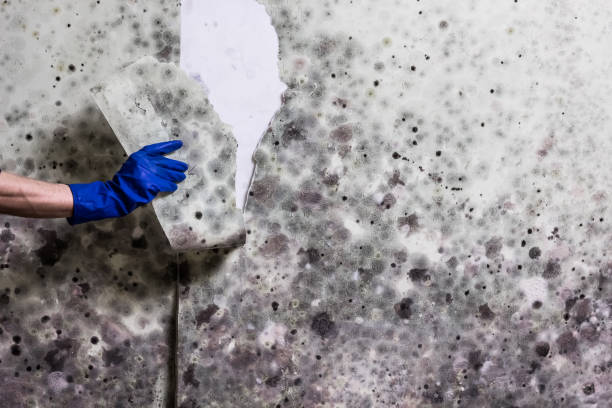 Trusted Sage, CA Mold Removal Experts