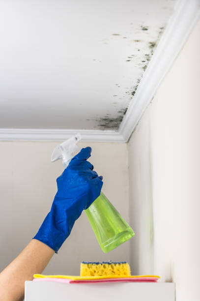 Best Black Mold Removal  in Sage, CA